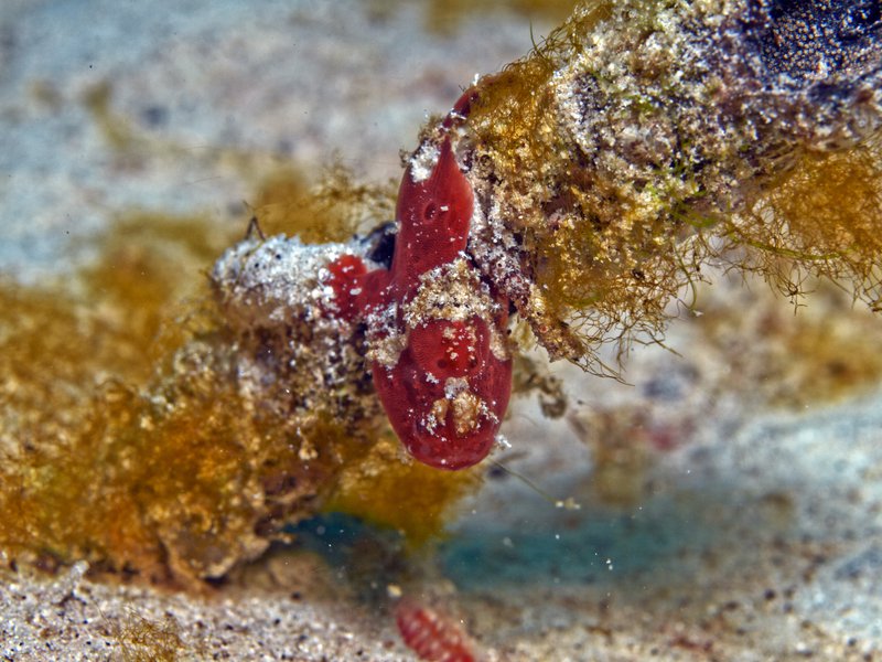 Fish, House Reef